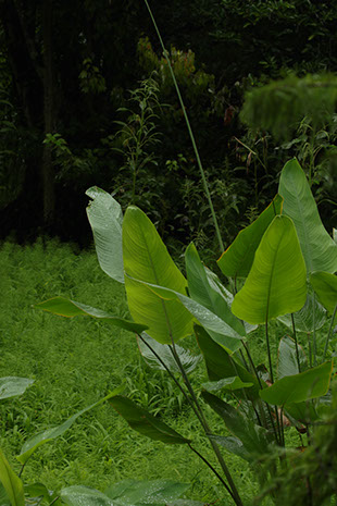 Regenwald